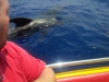 Wale neben dem Boot